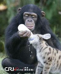 娱乐吃瓜酱小动物视频下载,小动物视频下载攻略，轻松捕获萌宠瞬间