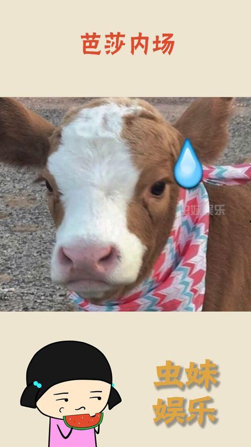 娱乐吃瓜酱社牛闺蜜,揭秘娱乐圈背后的秘密生活